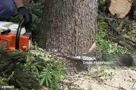 Best Lot and Land Clearing  in Skiato, OK