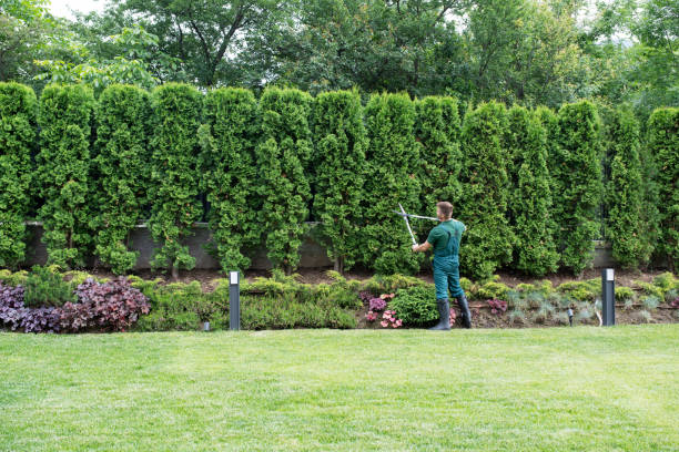 Best Lawn Disease Treatment  in Skiato, OK
