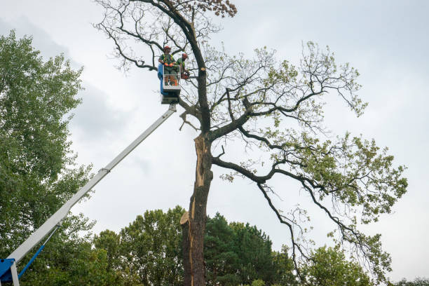Best Emergency Tree Removal  in Skiato, OK