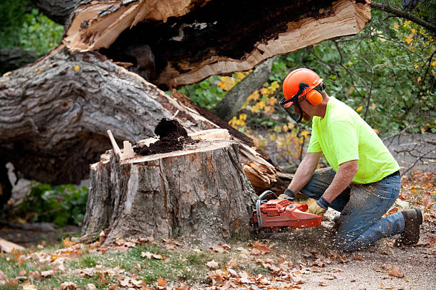 How Our Tree Care Process Works  in  Skiatook, OK